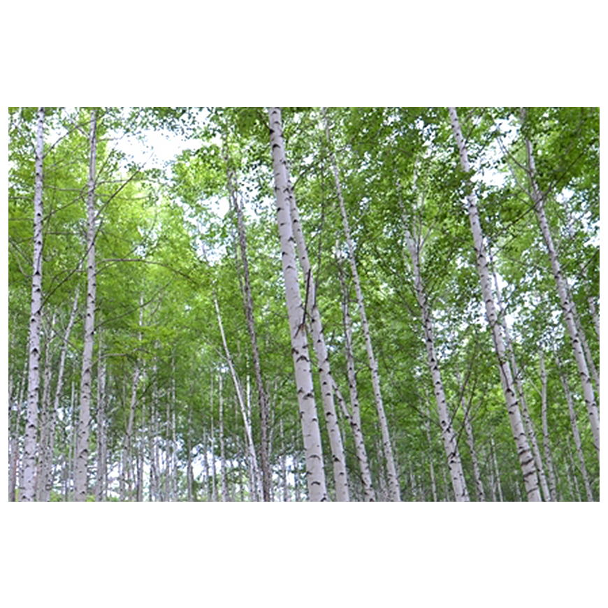 원대리 자작나무 숲 이미지
